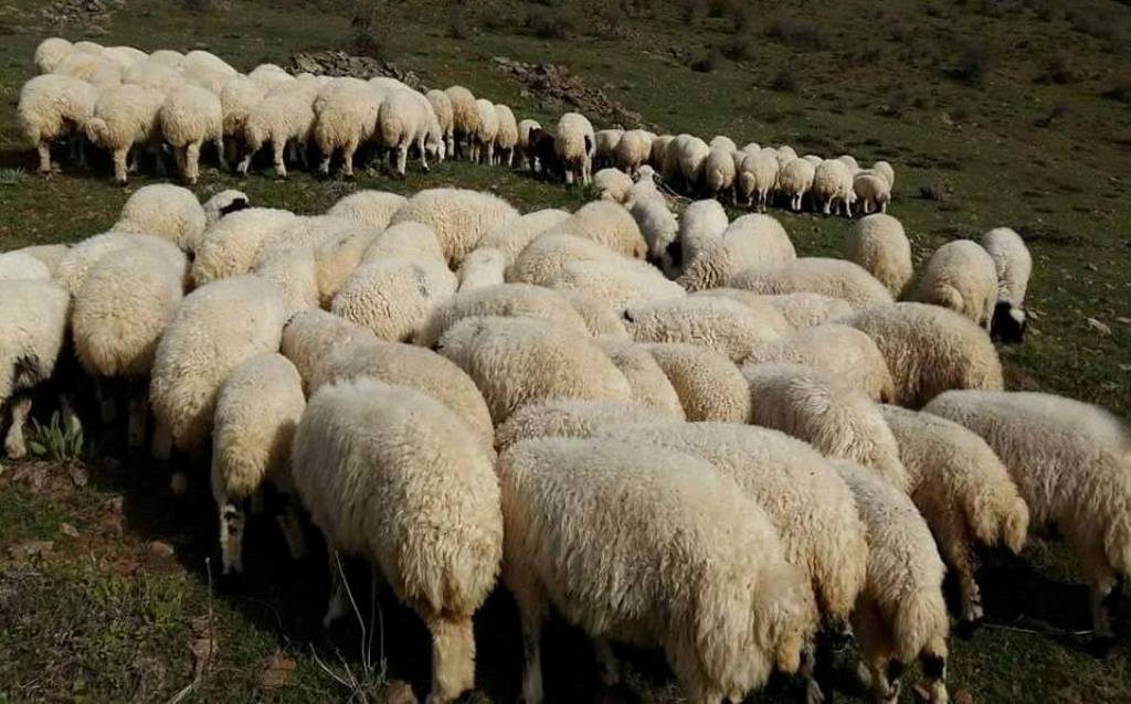 Devlet, ithal kuzu eti satacak Tarım Dünyasından Ali Ekber Yıldırım