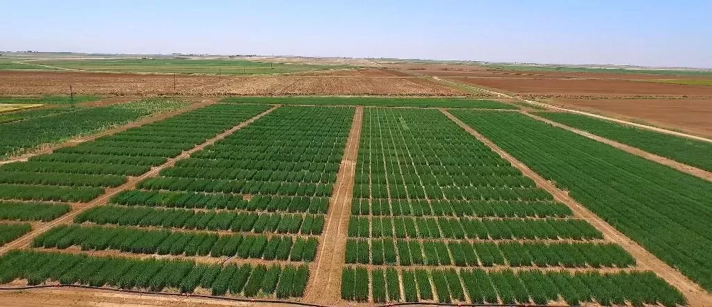 Tarımsal kalkınma için 10 yıllık planlama