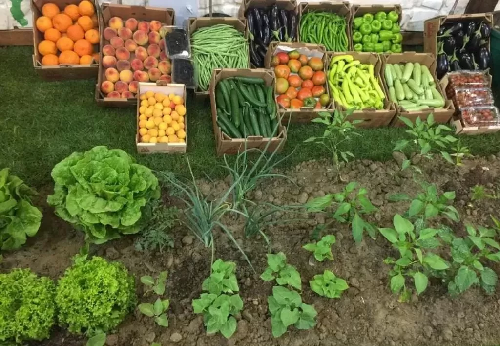 Tarımda zengin potansiyel değerlendirilemiyor