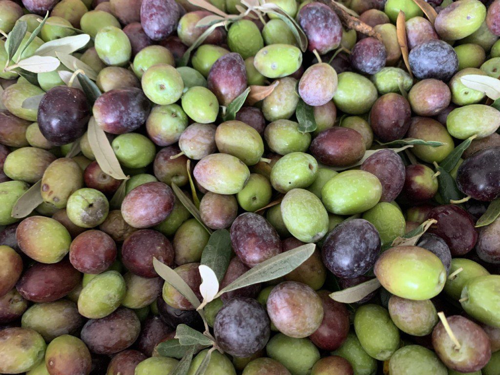 Zeytinde 11 Yilin Zeytinyaginda 7 Yilin En Dusuk Uretimi Olacak Tarim Dunyasindan Ali Ekber Yildirim Gida Tarim Ve Hayvancilik Platformu