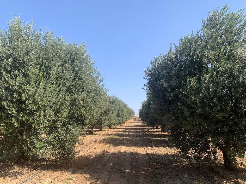 zeytin (4)
