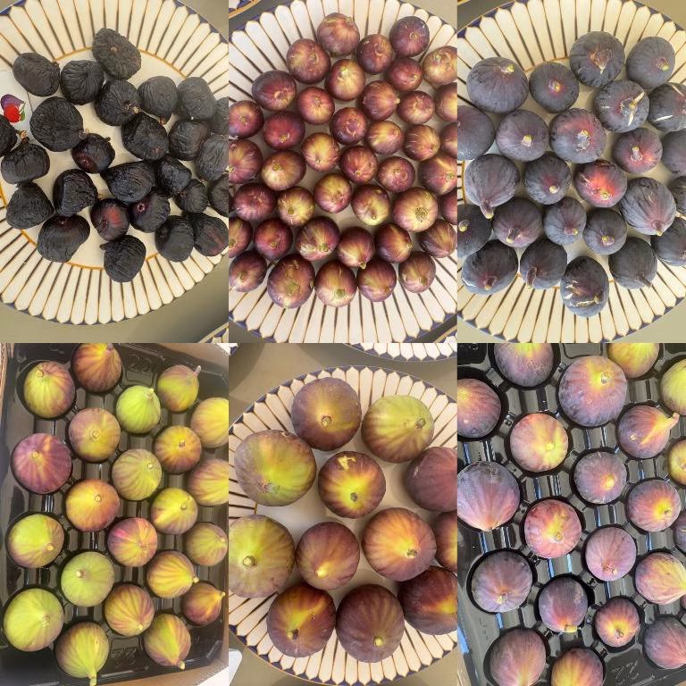 Sultani üzüme alternatif Antep Karası ve Bursa Siyahı - 1