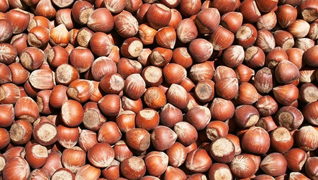 Ferrero, 45 bin ton yerine 30 bin ton kabuklu fındık alacak
