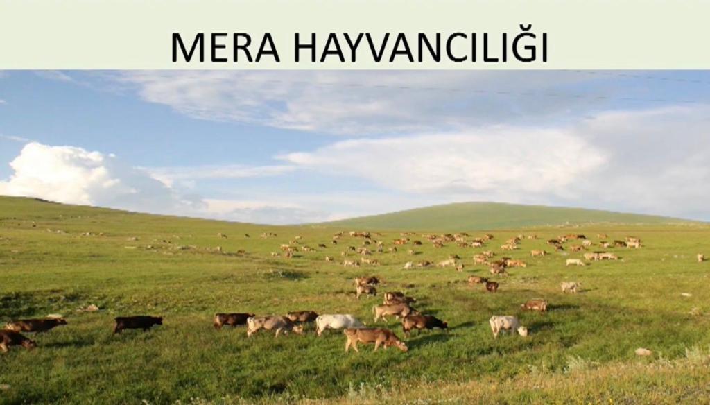 MeraXhayvancXXlXXXXXX - Köyünün kaderini değiştiren İlhan Koçulu’dan öğrenecek çok şey var 