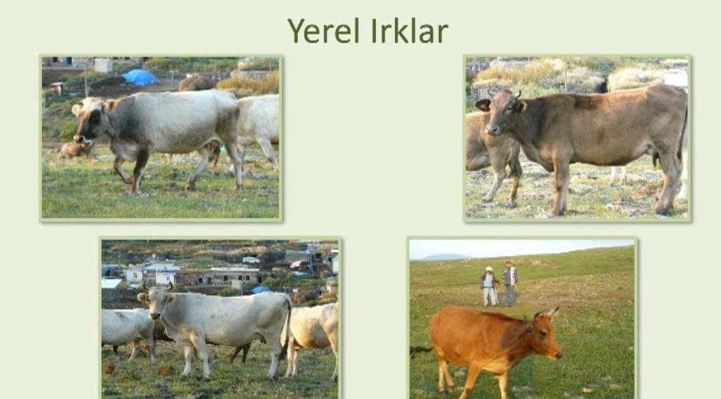 YerelXXXrklar - Köyünün kaderini değiştiren İlhan Koçulu’dan öğrenecek çok şey var 