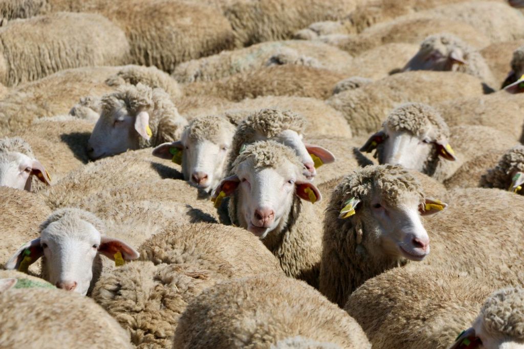 merinos
