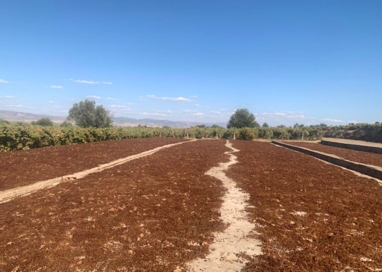 Tariş, kuru üzüme brüt 80 lira avans fiyat açıkladı