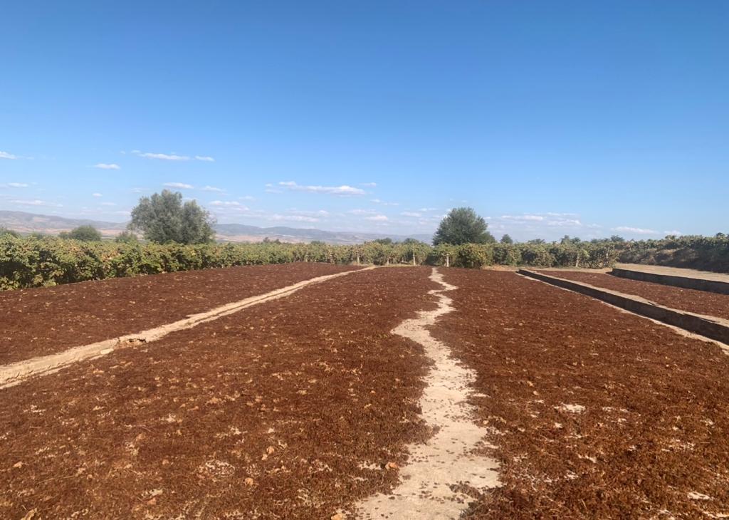 Tariş, kuru üzüme brüt 80 lira avans fiyat açıkladı